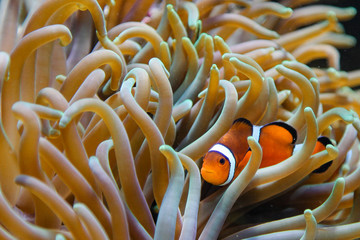clown fish in anemone