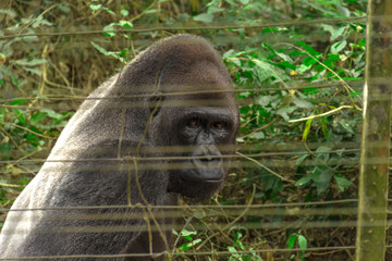 Gorillas in the reserve. Cameroon, near Yaounde