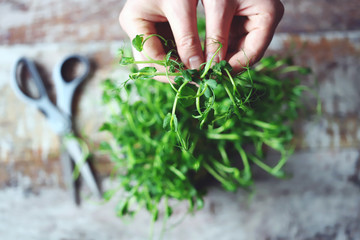 Selective focus. Man’s hands cut micro-greens with scissors. Fresh juicy sprouts of peas. Trace elements. Superfoods.