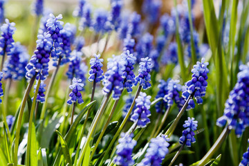 Obraz premium Muscari flowers, Muscari armeniacum, Grape Hyacinths spring flowers blooming in april and may. Muscari armeniacum plant with blue flowers.