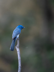 A migrant Blue bird called Black naped monarch sitting on a perch with Background