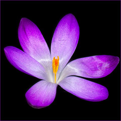 purple crocus open close up
