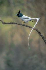 An Asian paradise flycatcher, Terpsiphone paradisi, male, in the forest of India