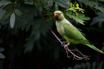 bird on a branch parrot green