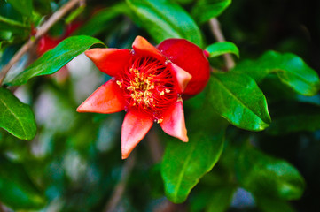 Small pomgrenate on a brach