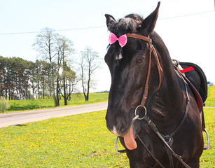 dark horse licks his lips