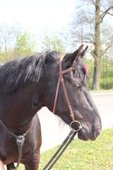 Obraz premium dark horse stands by the road