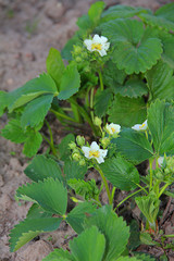 blooming strawberry flowers in spring