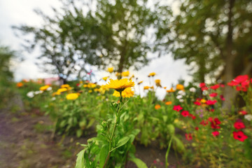 Flowers. A lot of bright multi-colored flowers on a garden bed at sunset, a view from below on a wide-angle lens.