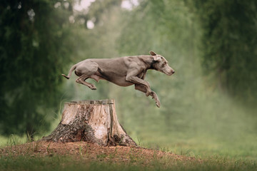 weimaraner dog jumps over a cut down tree in the forest