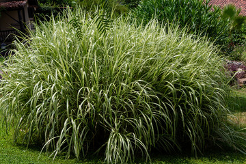 Grass Miscanthus sinensis Variegatus in garden. Decorative herbs and plants in landscape design