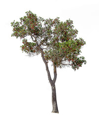 tree collections on a white background