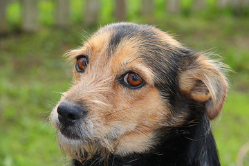 the dog looks pitifully close up