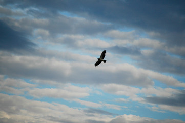 Swainson's Hawk Soaring in the Sky