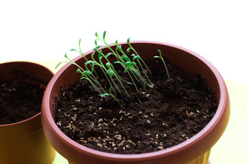 the seedling are growing from the rich soil, seedling, cultivation. agriculture, horticulture. plant growth evolution from seed to sapling, ecology concep