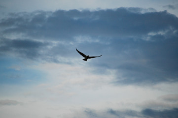 Swainson's Hawk Soaring in the Sky
