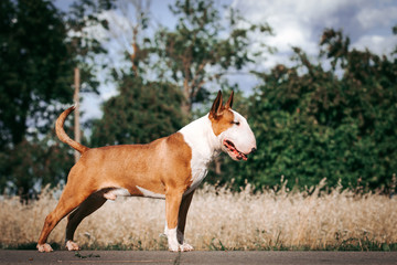 Bull terrier show dog posing. Mini bullterrier.