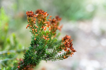 Plants in the forest