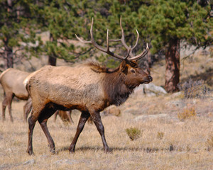 Naklejka na ściany i meble Bull Elk in Fall