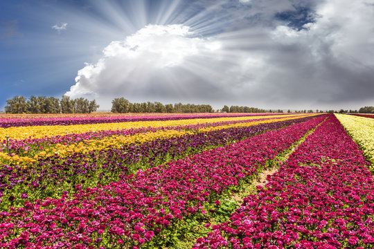 Flowers are planted with colorful stripes