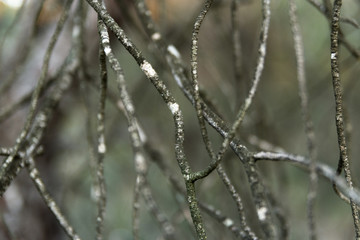 Dry branches
