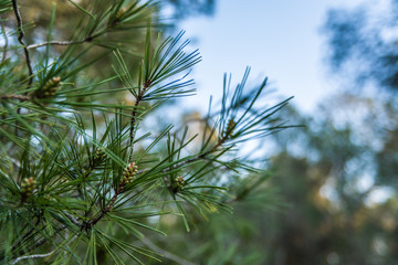 Pine leaves