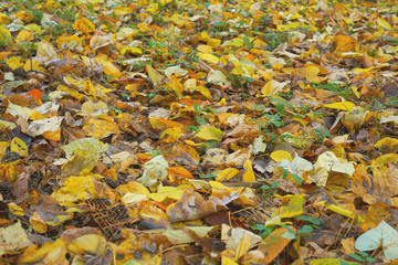 yellow autumn leaves covered grass in forest background