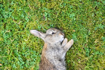 Cute rabbit on green grass background.