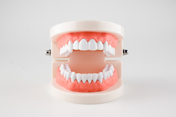 acrylic model of human jaws