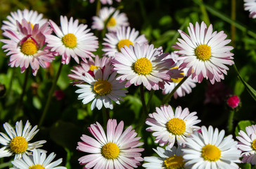 Fototapeta premium Flowering of daisies. Wild Bellis perennis flowers, white blossoms with yellow center. Common daisies close up. Lawn daisy or English daisy blooming in meadow. Asteraceae family.