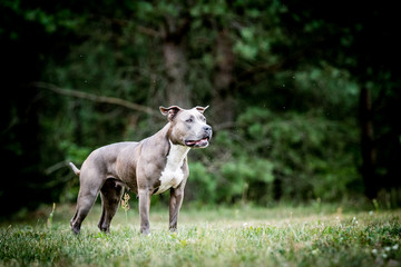 american staffordshire terrier puppy posing otside in the park.