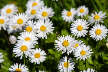 Flowering of daisies. Wild Bellis perennis flowers, white blossoms with yellow center. Common daisies close up. Lawn daisy or English daisy blooming in meadow. Asteraceae family.