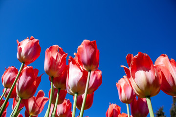 tulipani di Sardegna