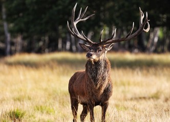 A male red deer standing in the meadow of Richmond Park, London