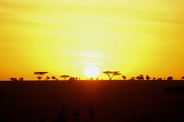 Fototapeta na wymiar Sunrise in the serengeti with beautiful colors