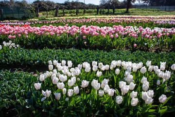 tulipani di Sardegna