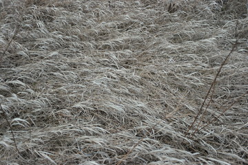  realistic texture of grass 