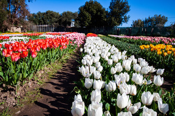 tulipani di Sardegna
