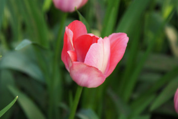 Tulips in the park view from the top, flowers in the garden, spring.