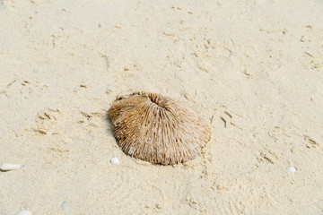 shell on the beach