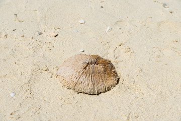 shell on the sand
