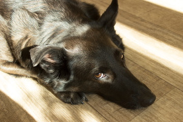 Black dog lies on the floor and squint