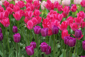 Fototapeta premium Multi-colored tulips in the park, flowers in the garden, spring.