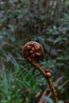 elecho (Monilophyta)