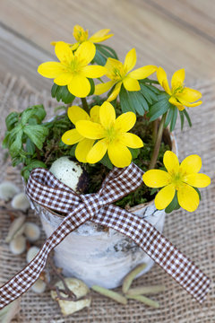 Winterlinge im Birkenholz-Topf Eranthis hyemaliis