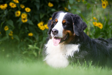 Happy bernese mountain dog in beautiful spring flowerd field. Spring flovers and dog.