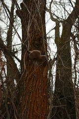 mushroom on an old tree