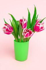 fresh garden pink tulips on a soft pink background