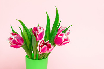 fresh garden pink tulips on a soft pink background