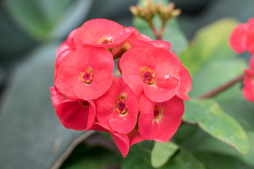 flower in the garden